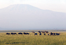 Kenya-Amboseli-Amboseli Horse Safari